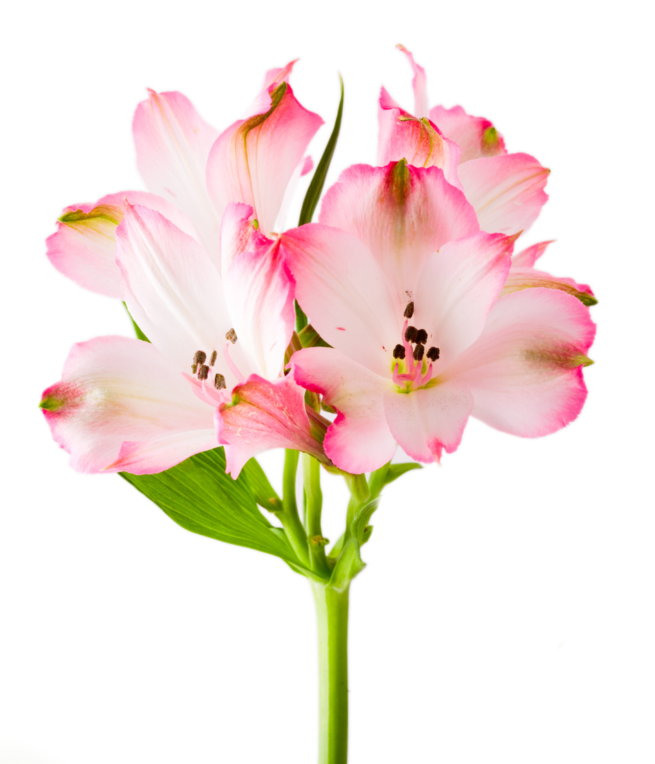 Alstroemeria flowers