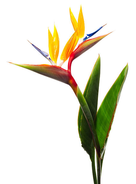 Bird of Paradise flowers