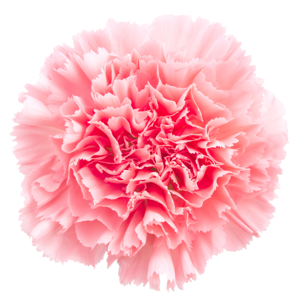Carnation flowers