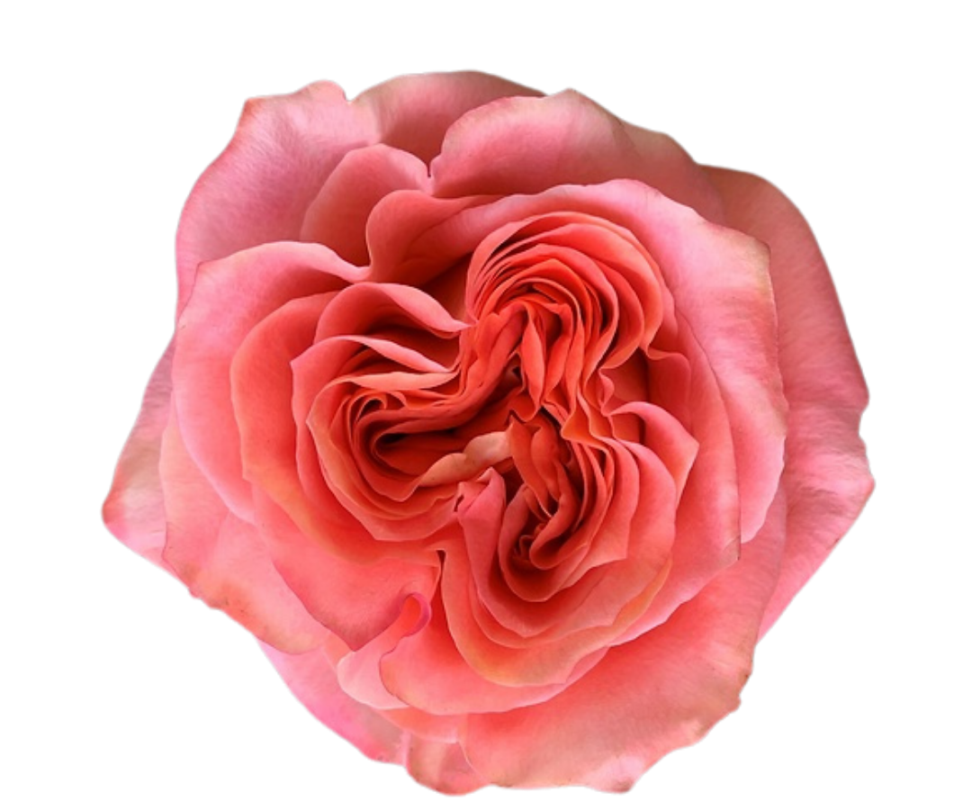 Garden (Look) Rose flowers