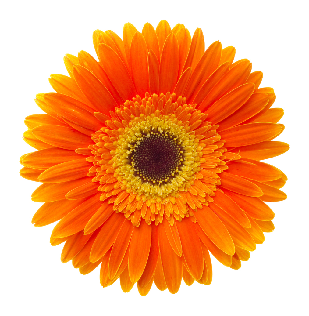 Gerbera flowers