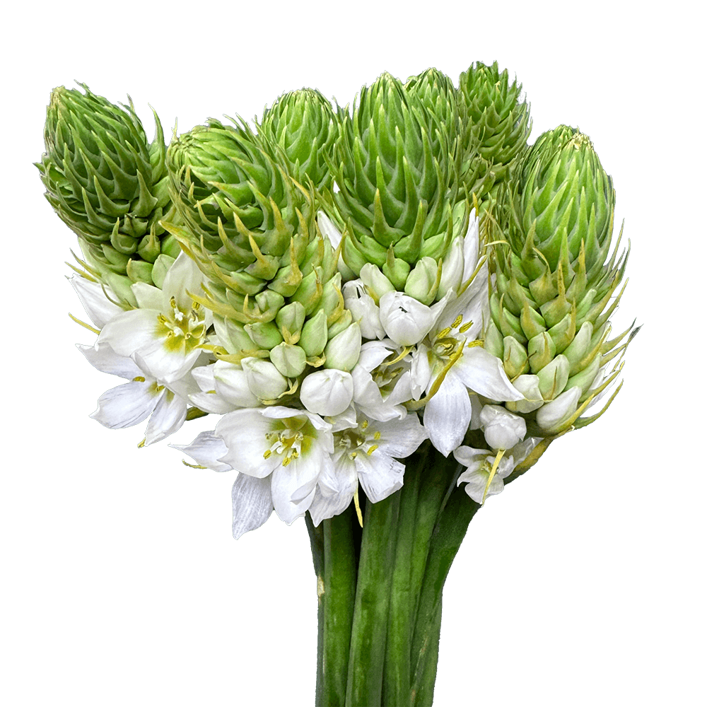 Star of Bethlehem flowers