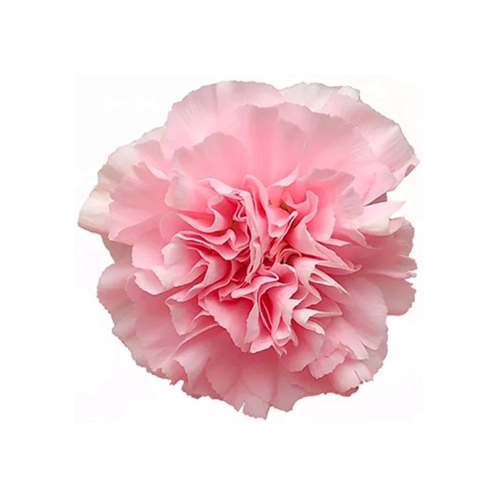 MDAY 2024 Carnation Doncel Pink