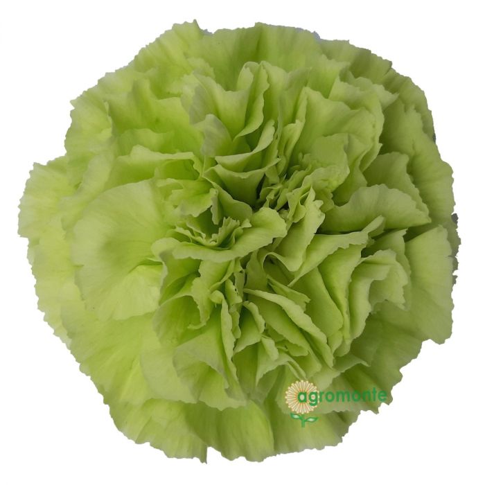 Green Carnation Flowers 175 stems