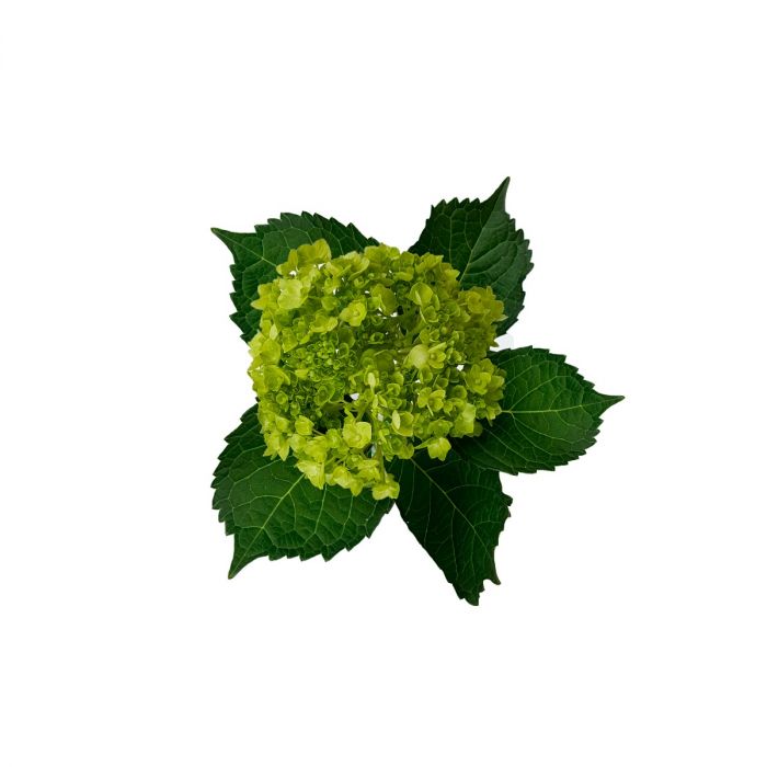mini green hydrangea