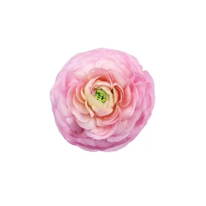 RANUNCULUS - LIGHT PINK