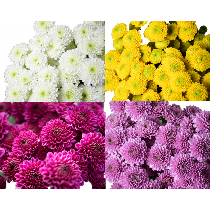 Button Pom Flowers - Assorted, Chrysanthemum, Flowers For Sale