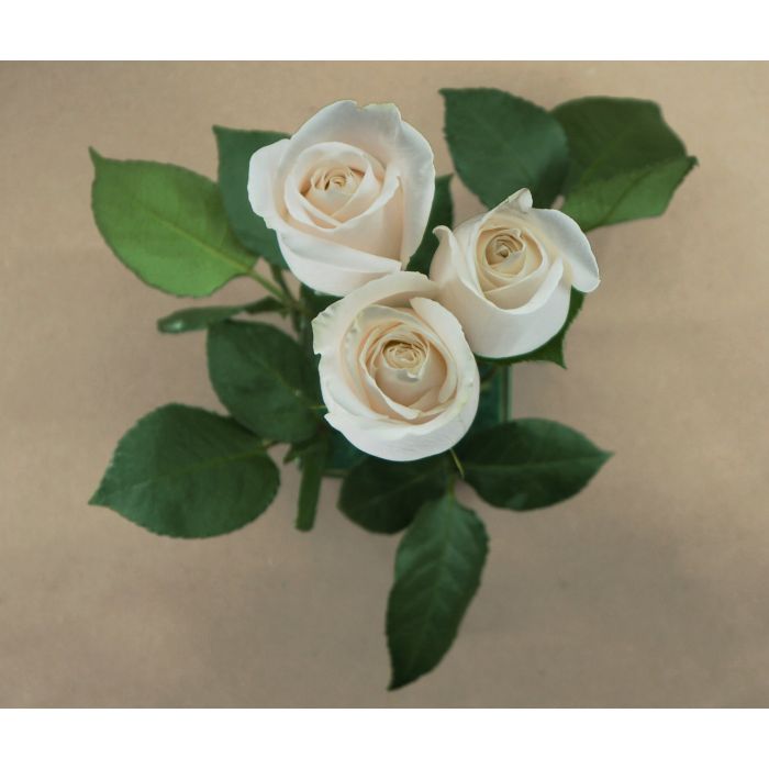 Vendela Ivory Rose