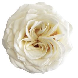 Candlelight Titanium White Rose