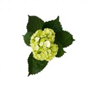 MDAY 2024 Mini Green Hydrangea