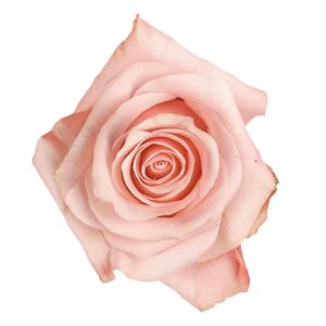 Be Sweet Light Pink Rose