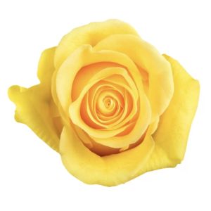 Brighton Yellow Rose