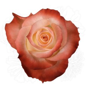 Cabaret Bicolor Rose