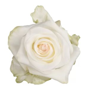 Candlelight Cream Rose