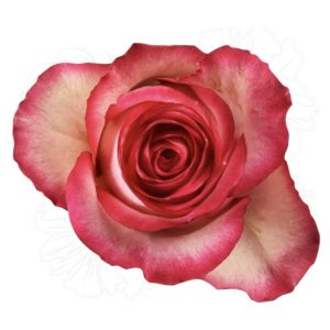 Carrousel Bicolor Rose