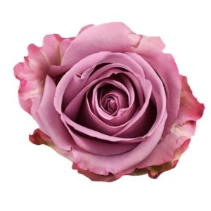 Cool Water Lavender Rose