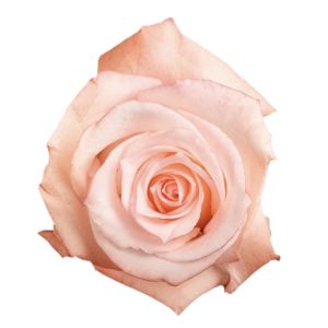 Engagement Light Pink Rose