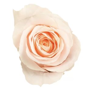 Felicity Peach Rose