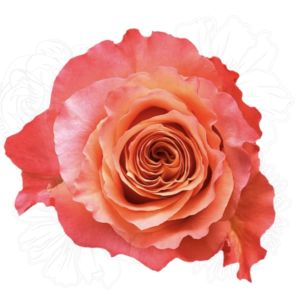 Free Spirit Bicolor Rose