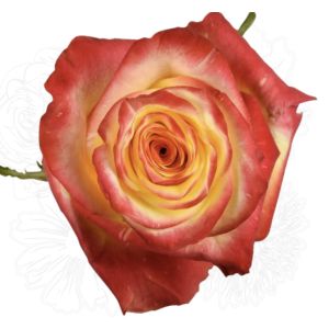 High Yellow Flame Bicolor Rose