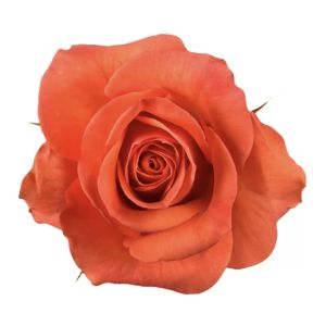 Hilux Orange Rose