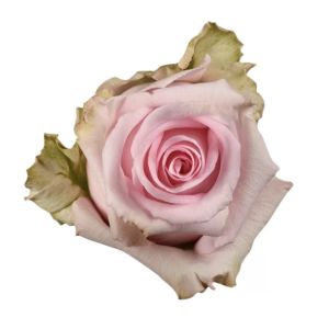 Jessika Light Pink Rose