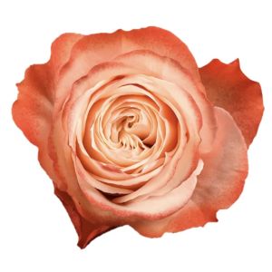 Kahala Peach Rose