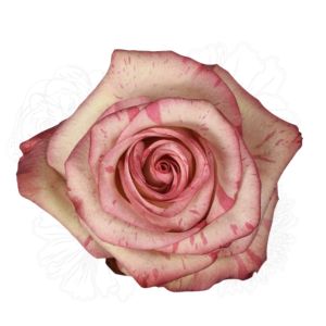 Magic Times Bicolor Rose