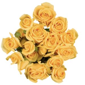 Golden Sensation Yellow Spray Roses