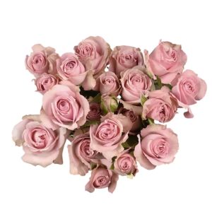 Pink Irischka Pink Spray Roses