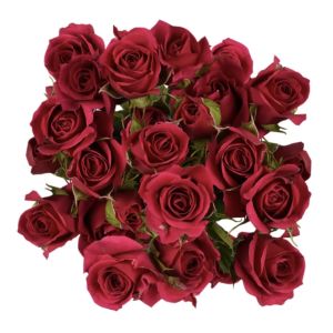 Red Mikado Red Spray Roses