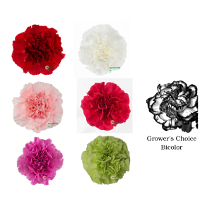 Assorted Fancy Carnations Variation #1