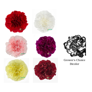 Assorted Fancy Carnations Variation #2