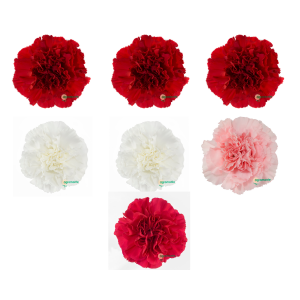 Assorted Fancy Carnations Variation #3