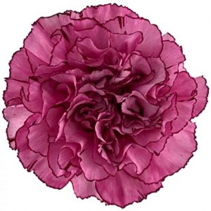 Novelty Amico Lavender Lavender Carnation