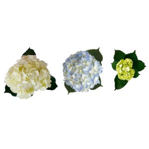 Assorted Hydrangea: White and Blue Select, Mini Green