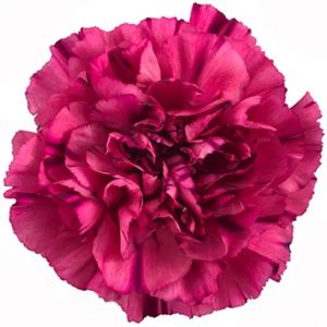 Carnation Bernard Bicolor 
