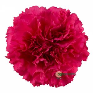 Carnation Bizet Hot Pink 