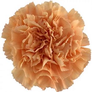 Caroline Gold Gold Carnation