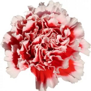 Carnation Cheerio Bicolor 