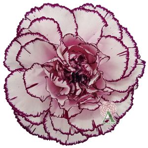 Carnation Damascus Bicolor 
