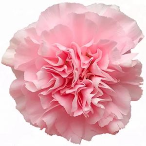 Carnation Doncel Pink 