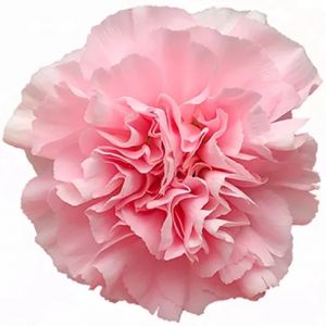 Damina Light Pink Carnation