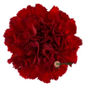 Carnation Daniko Red 