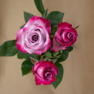 MDAY 2024 Deep Purple Lavender Rose