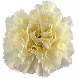 Carnation Diletta Crema Cream 