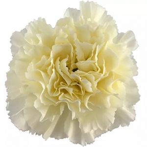 Dileta True Yellow Carnation