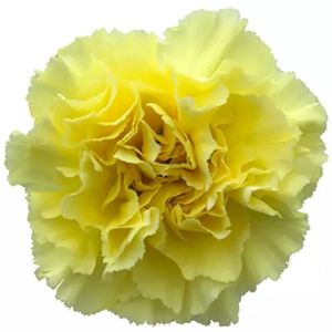 Carnation Diletta Yellow 