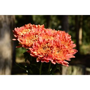 Disbud Mum Desna Bronze Orange