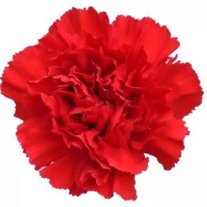 Carnation Don Pedro Red 